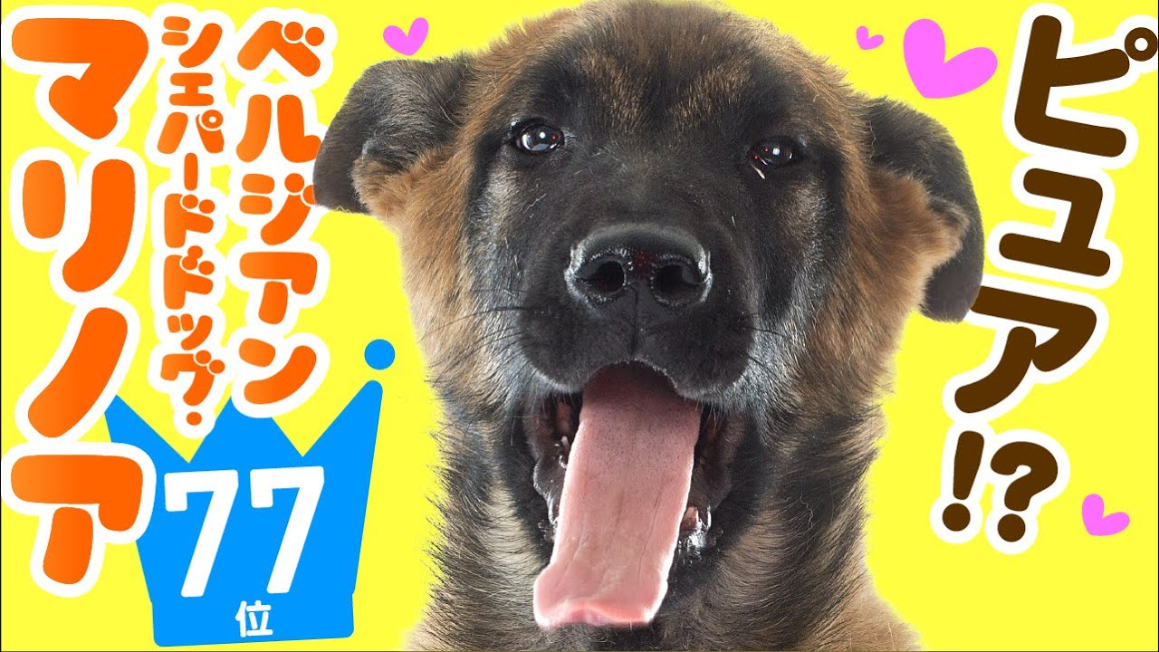 人気77位 ベルジアン シェパード ドッグ マリノアってどんな犬 子犬の価格や性格 寿命 飼いやすさは カワイイ動画でチェック Youtube