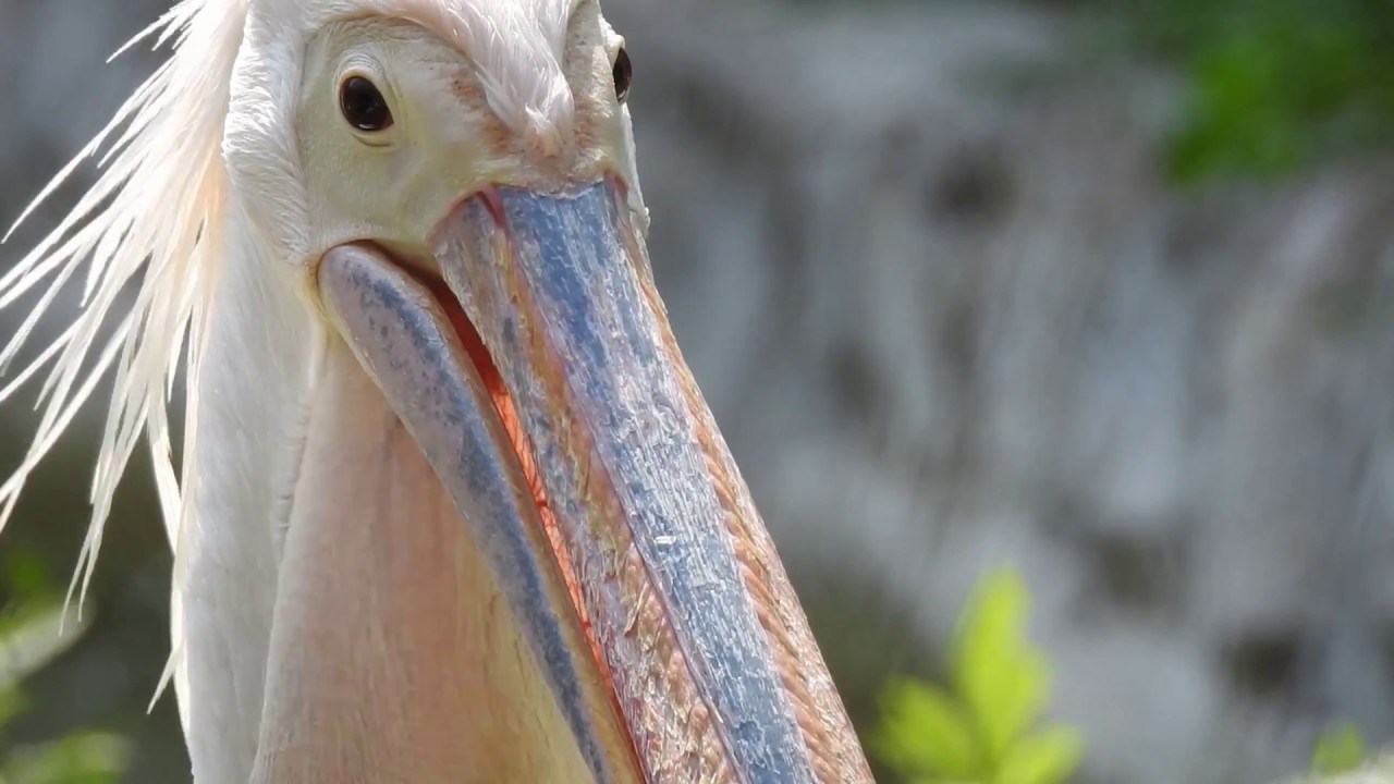 Great White or Eastern White Pelican Title Video Background