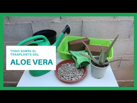 Vídeo: Como transplantar Aloe Vera (com fotos)