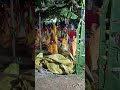 Hari kirtan video Hai