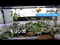 モリンガ 日本で種から栽培に成功。栽培キットは使わず、LEDライトとヒーター使ってます。冬でも大丈夫です。
