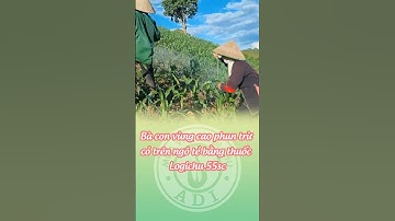 Bà con trên Sơn La phun trừ cỏ cho ngô tẻ bằng Logichu 55SC