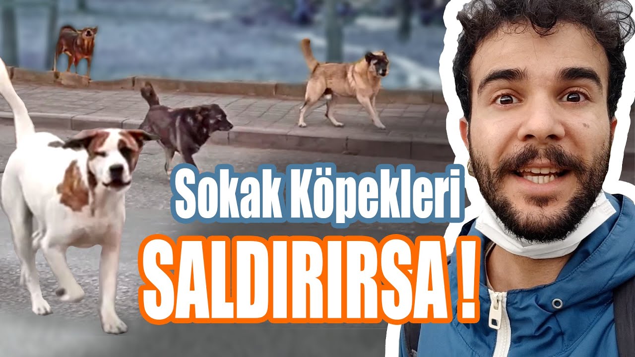 Sokak Köpekleri Saldırırsa Ne Yapmalıyız ? / Köpeğime Saldırıyorlar / Köpeğimi Tutamıyorum