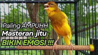 KENARI GACOR Cuit CUIT BIRAHI UNTUK PANCINGAN & MASTERAN Kenari PAUD AGAR BUNYI