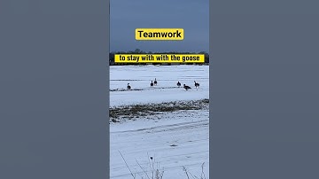 UNITY IS STRENGTH! #viral #viralvideo #shortvideo #shortsvideo #everyone #amazing #video