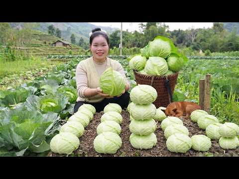 Vida na roça: Colheita de repolho gigante, vendendo na feira e dicas para sua horta em casa!