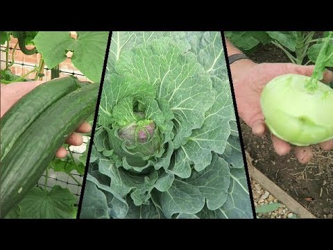 Harvesting