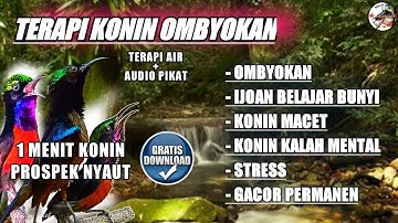 TERAPI KONIN OMBYOKAN TERBAIK • YANG PROSPEK PASTI NYAUT !! BIKIN KOLIBRI NINJA BAHAN CEPAT GACOR !!