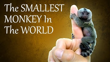 MARMOSET MONKEY **Worlds Smallest Monkey** 😱🔥