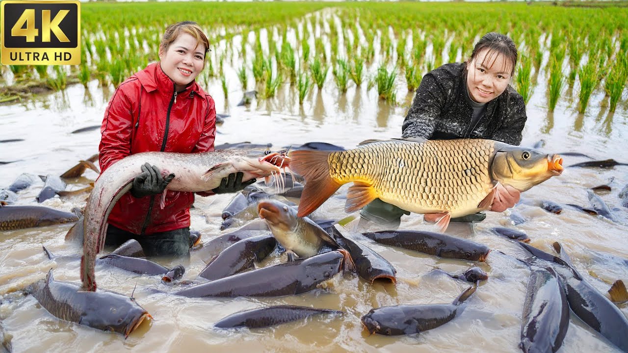 72 Hours Harvesting 10000+ Giant Fish by Hand in Countryside for Sale | Traditional Fishing Skills