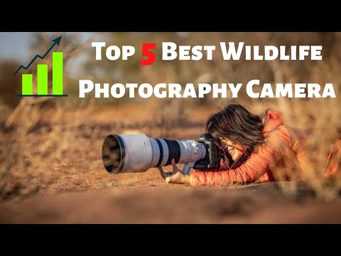 Top 5 Camera for wildlife Photography Hindi | Best Camera for wildlife ...