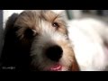 Grand Basset Griffon Vendéen - Dodo & Lucky の動画、YouTube動画。