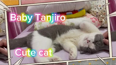 Video 2718401: british hair cat, cats british beauty, cute baby cat british, cats cute funny british, cutecat british, fat british, sleepy british, cutest british, cat cutecat funnycats