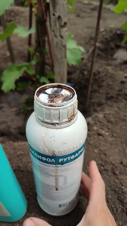 Хороший рост вашим саженцам обеспечен. - YouTube