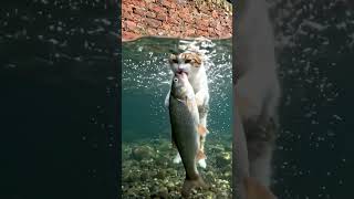 moss-covered boulder, holding the fish before dropping it to eat#traanding #viral #food