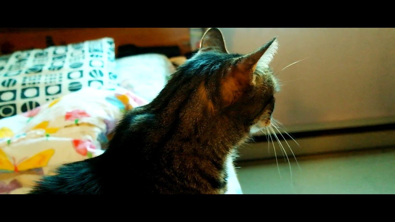 Buddha's Mind, Don't Know Mind, Everyday Mind - Zen Perspective