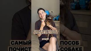 Самый легкий способ почистить зубы собаке ✅ #WW315669