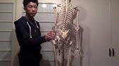 股関節内旋の可動域を広げるストレッチ 4種類 Youtube 股関節内旋の可動域を広げるストレッチ 4種類 Youtube