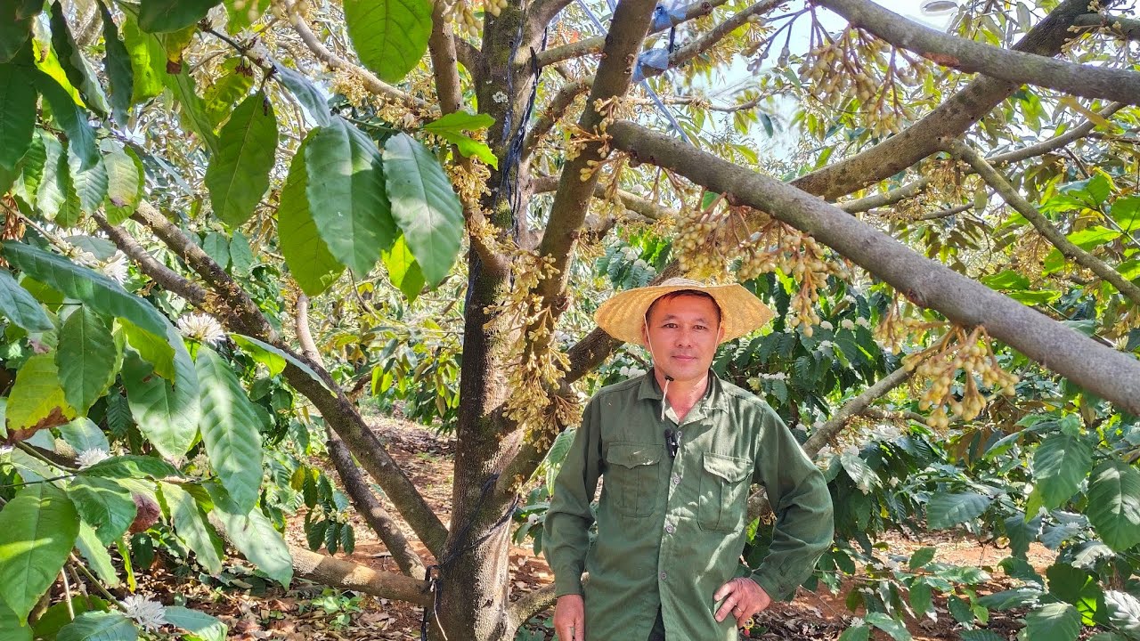 Hãm đọt sầu riêng trong thời gian làm bông bằng cách để bông, căn nước đơn giản giảm chi phí 