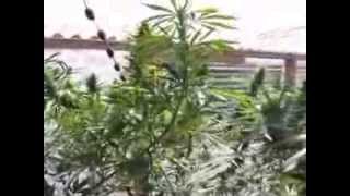 grow update 3