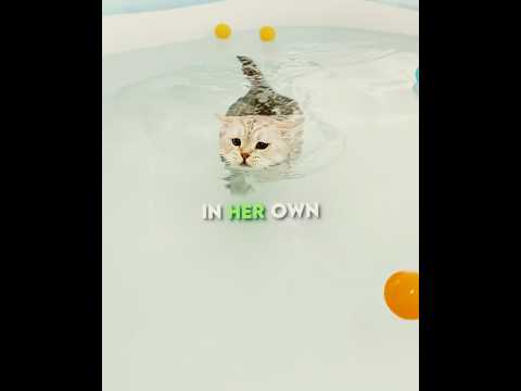 They way cat loose his weight is adorable 🥰 #shorts