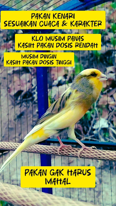 Kenari Gacor Cengkok Mewah