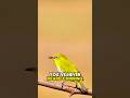 Nature’s Pop Star: Warbling White-eye’s Magical Call! #BirdSounds #WarblingWhiteEye #NatureConcert
