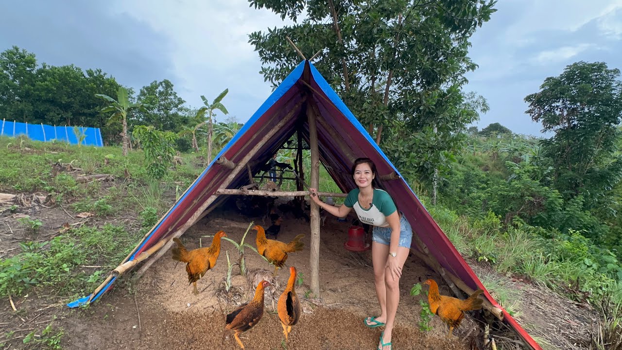 Free range Area sa Bukid || Napakalusog nang mga alaga pag Pakawala 