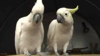 Parrots At Sterkloop Tackle And Petshop In Polokwane