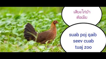 เสียงไก่ป่าตัอเมีย , suab poj qaib seev dib tuaj zoo 💯%