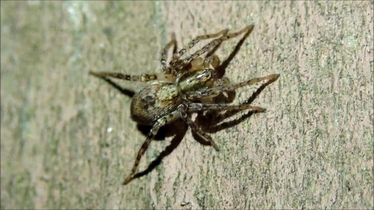 Struikspin (Anyphaena accentuata)