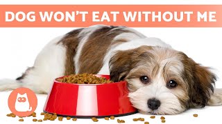 My DOG WON'T EAT Unless I AM THERE ‍♂ (4 Causes and Solutions)