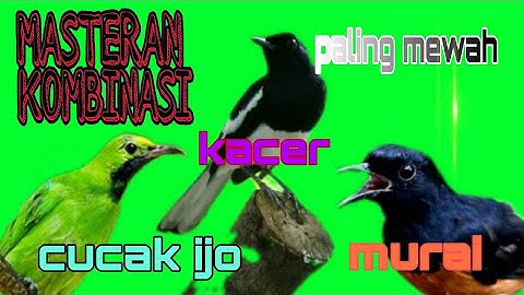 MASTERAN KOMBINASI PALING  MEWAH .. MURAI VS CUCAK IJO  VS KACER.. PALING GACOR.