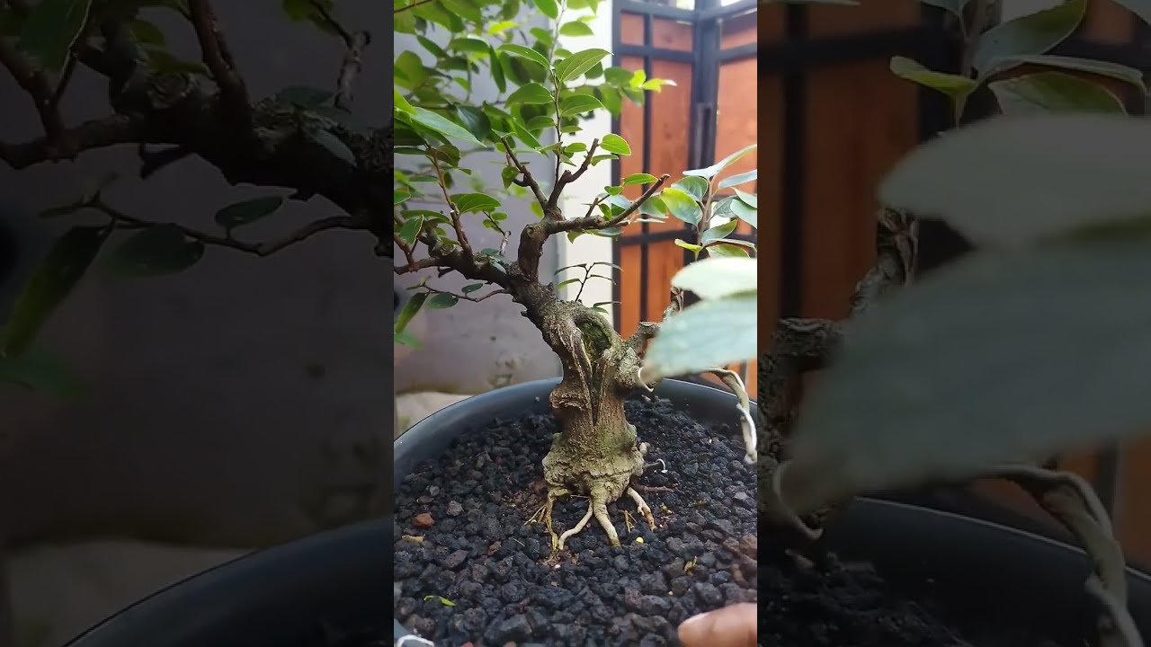Celtis ( Hackberry) 🌳🌳🌳Pruning Pembentukan 
