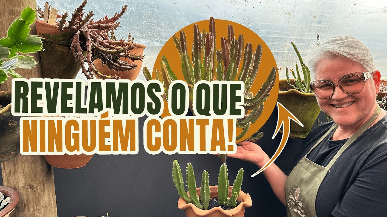 O segredo para ter o Vaso Cheio: Stapelias