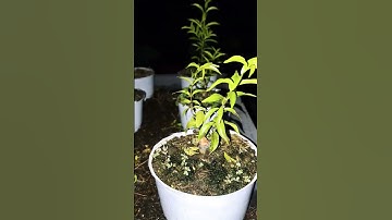 Tán Đầu Đinh Cho mấy Em Siêu mini MCT kim dòn...