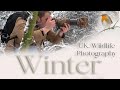 Uk wildlife photography  the magic of winter  finding wildlife in the snow