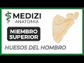 Anatomía Miembro Superior (MMSS) - Superficie y Huesos del Hombro