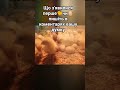 3-тя доба бройлеру 💪💪💪