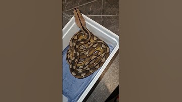 reticulated python 🐍          #python #reptile #reticulatedpython #snake #animal #beauty #beautiful