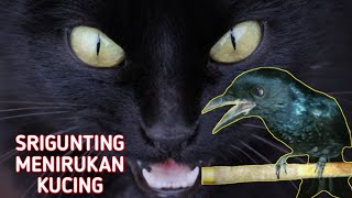 Burung cerdas menirukan suara kucing !! Srigunting