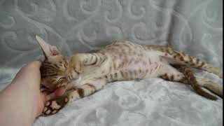 Cinnamon Spotted Oriental Shorthair Kitten by Debbie Modderman 1,079 views 4 years ago 10 seconds