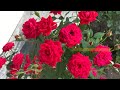 Роза  Кисс  Кордана ( Rose Kiss Kordana)