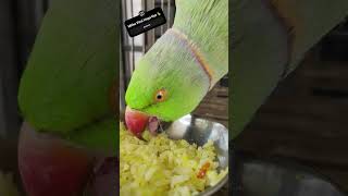 Adorable Ringneck Parrot Enjoying Food 🦜🥗 #birdlover #petbirds #adorable #fyp #parrotlover #usa #uk
