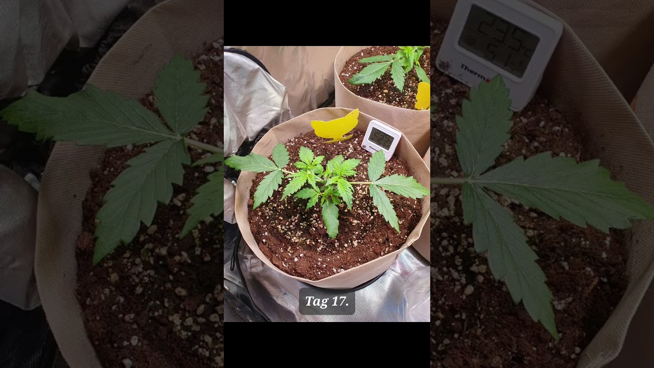 Topping & LST Training # Gorilla Zkittlez Auto # Fast Buds # Zeitraffer Tag 1 - 31
