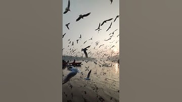 1,000 birds died in just 1 night after crashing into a glass building in america