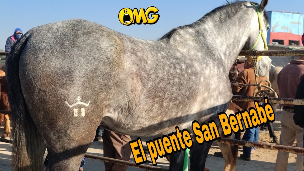 EL PUENTE San Bernabé// Edomex 
