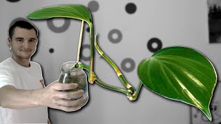 Meet My Plant George