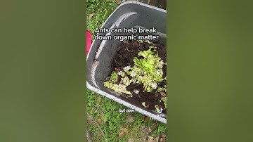 My urban compost bin has been INVADED! Come back for part 2 on how I fixed it. #diy #compost