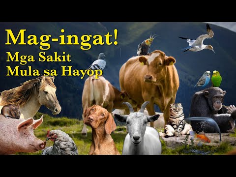 Video: Mga Pagsabog Sa Sakit Sa Mga Kabayo